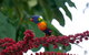 Cairns Reef And Rainforest Combo: Daintree Rainforest And The Great Barrier Reef - thumb 4