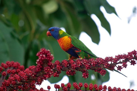 Cairns Reef And Rainforest Combo: Daintree Rainforest And The Great Barrier Reef - Tourism Gold Coast 4