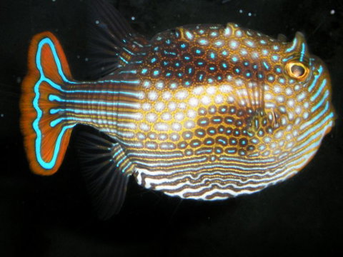 Quicksilver Outer Great Barrier Reef Snorkel Cruise From Port Douglas - Tourism Gold Coast 3