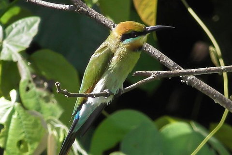1-Hour Daintree River Wildlife Cruise - Tourism Gold Coast 12