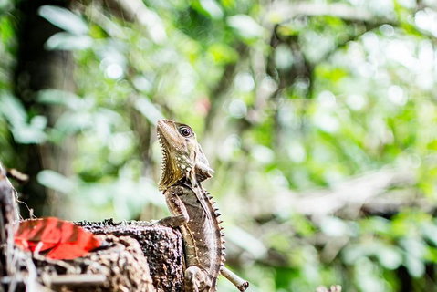 1-Hour Daintree River Wildlife Cruise - Tourism Gold Coast 8
