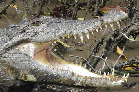 1-Hour Daintree River Wildlife Cruise - Tourism Gold Coast 4