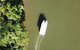 1-Hour Daintree River Wildlife Cruise - thumb 3