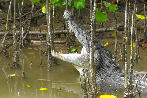 1-Hour Daintree River Wildlife Cruise - Tourism Gold Coast 2