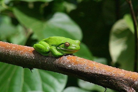 1-Hour Daintree River Wildlife Cruise - Tourism Gold Coast 10