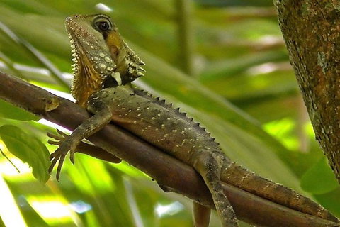 1-Hour Daintree River Wildlife Cruise - Tourism Gold Coast 7