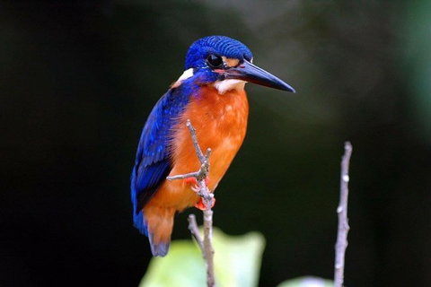 1-Hour Daintree River Wildlife Cruise - Tourism Gold Coast 6
