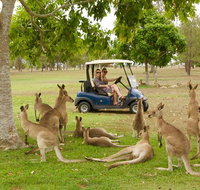 Small-Group Wildlife and Rainforest Tour from Port Douglas - Tourism Gold Coast