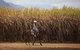 Blazing Saddles Horse Riding - thumb 10