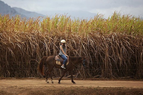 Blazing Saddles Horse Riding - Tourism Gold Coast 10
