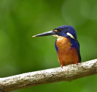 Daintree River Dawn Cruise - Tourism Gold Coast