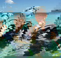 Ocean Spirit Michaelmas Cay Dive and Snorkel Cruise from Palm Cove - Tourism Gold Coast