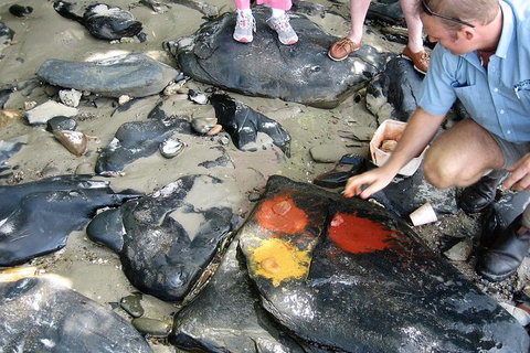 Private Daintree Wanderer Tour - Tourism Gold Coast 6