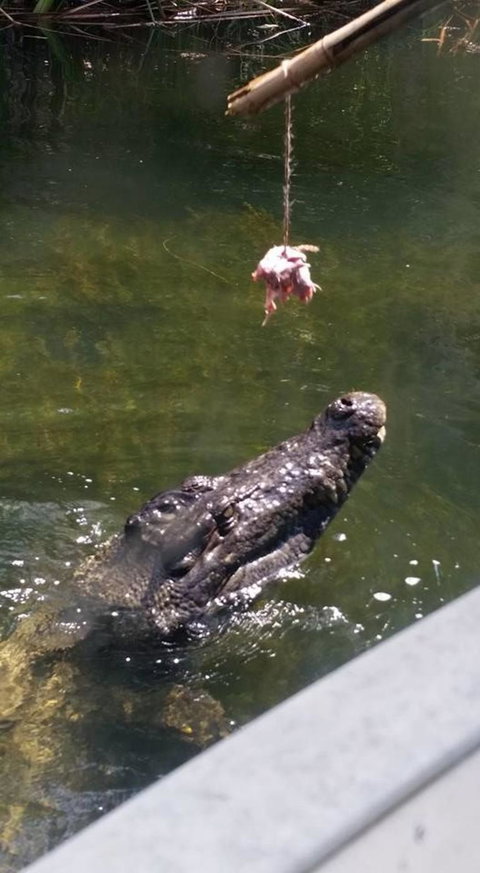 Hartley's Crocodile Adventures Day Trip From Cairns - Tourism Gold Coast 11