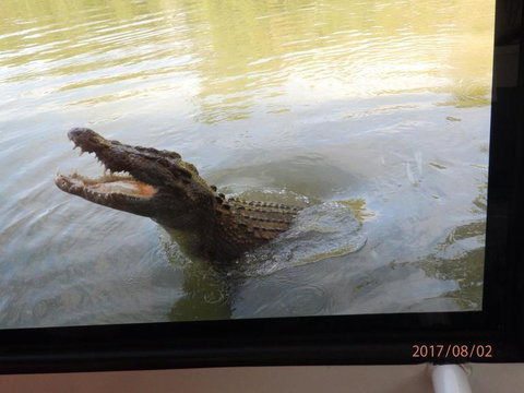 Hartley's Crocodile Adventures Day Trip From Cairns - Tourism Gold Coast 4