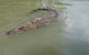 Hartley's Crocodile Adventures Day Trip From Cairns - thumb 10