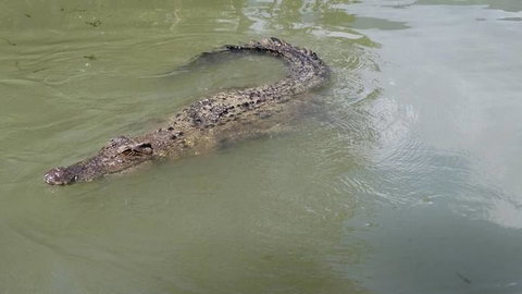 Hartley's Crocodile Adventures Day Trip From Cairns - Tourism Gold Coast 10