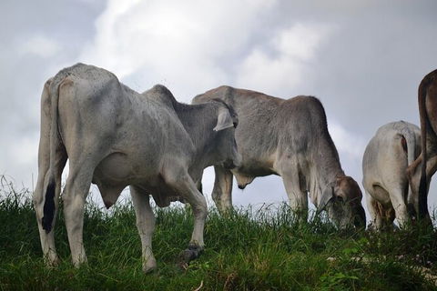 Daintree River Cruise - Tourism Gold Coast 6