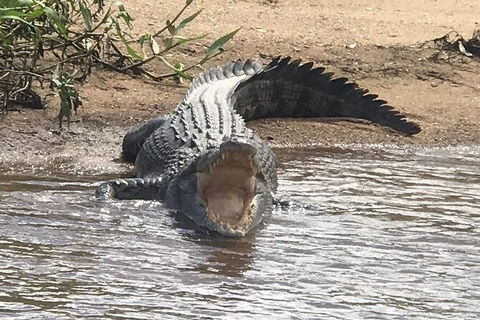 Daintree River Cruise - Tourism Gold Coast 5