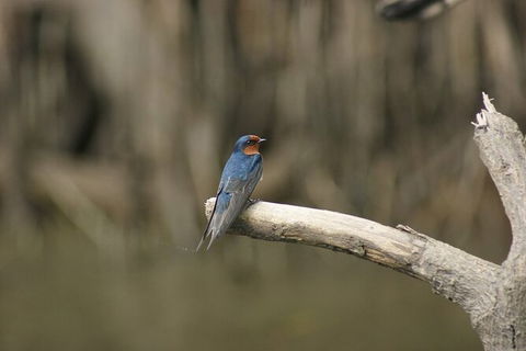Daintree River Cruise - Tourism Gold Coast 8