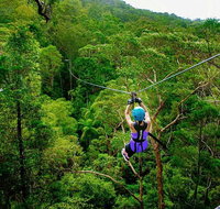 Tamborine Mountain Daily Service Treetop Challenge and Thunderbird Park - Tourism Gold Coast