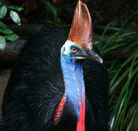 Wildlife Habitat Port Douglas - Tourism Gold Coast