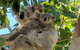 Magnetic Island Tour: Maggie Comprehensive - thumb 4