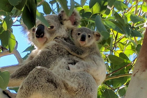 Magnetic Island Tour: Maggie Comprehensive - Tourism Gold Coast 4