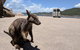 Magnetic Island Tour: Maggie Comprehensive - thumb 2