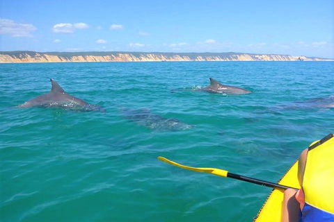 Half-Day Kayak With Dolphins And 4WD Beach Drive From Rainbow Beach - Tourism Gold Coast 0
