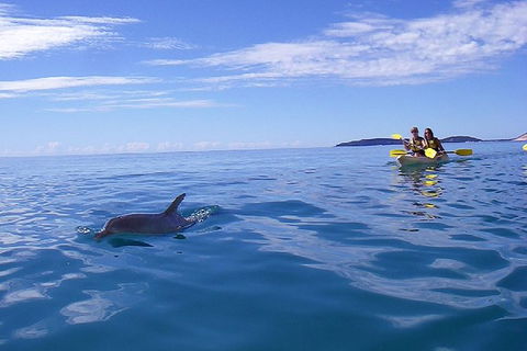 Half-Day Kayak With Dolphins And 4WD Beach Drive From Rainbow Beach - Tourism Gold Coast 9