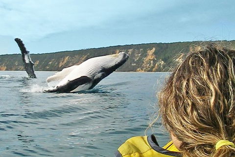 Half-Day Kayak With Dolphins And 4WD Beach Drive From Rainbow Beach - Tourism Gold Coast 7