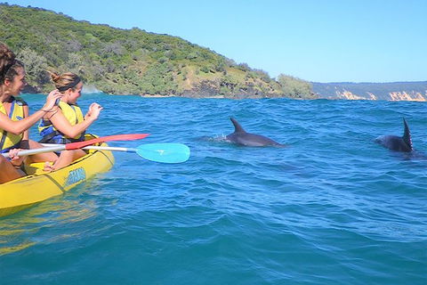 Half-Day Kayak With Dolphins And 4WD Beach Drive From Rainbow Beach - Tourism Gold Coast 3