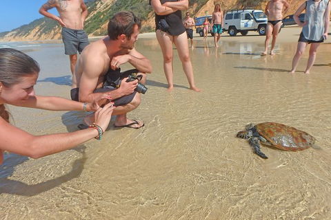 Half-Day Kayak With Dolphins And 4WD Beach Drive From Rainbow Beach - Tourism Gold Coast 11