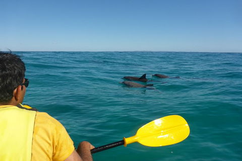 Half-Day Kayak With Dolphins And 4WD Beach Drive From Rainbow Beach - Tourism Gold Coast 6