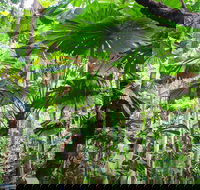 Cape Tribulation Daintree Rainforest and Wildlife Tour - Tourism Gold Coast