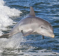 Noosa Oceanrider Scenic Dolphin Safari - Tourism Gold Coast