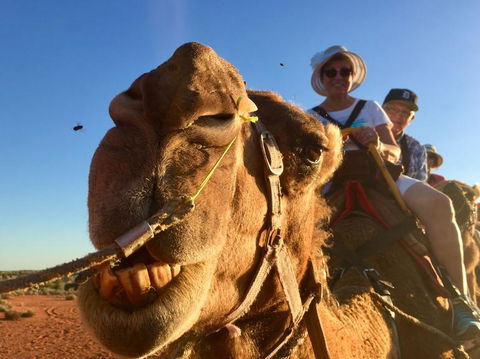 Uluru Small-Group Tour By Camel At Sunrise Or Sunset - Tourism Gold Coast 7