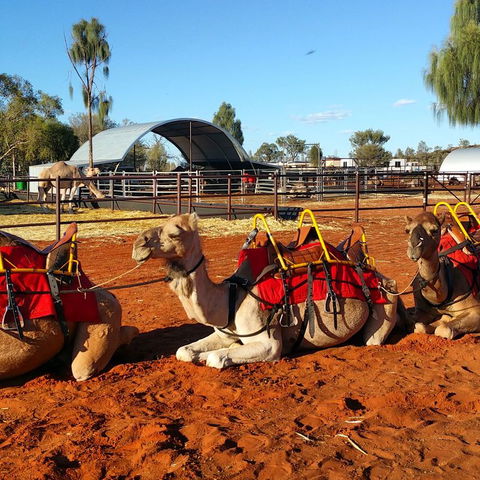 Uluru Small-Group Tour By Camel At Sunrise Or Sunset - Tourism Gold Coast 15