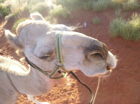 Uluru Small-Group Tour By Camel At Sunrise Or Sunset - Tourism Gold Coast 10