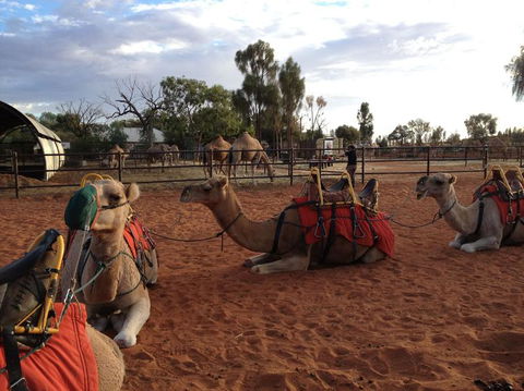 Uluru Small-Group Tour By Camel At Sunrise Or Sunset - Tourism Gold Coast 24