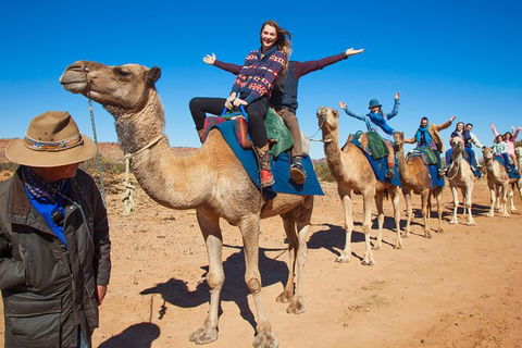Alice Springs Camel Tour - Tourism Gold Coast 7