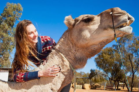Alice Springs Camel Tour - Tourism Gold Coast 6