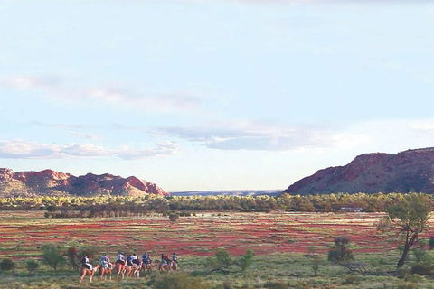 Alice Springs Camel Tour - Tourism Gold Coast 3