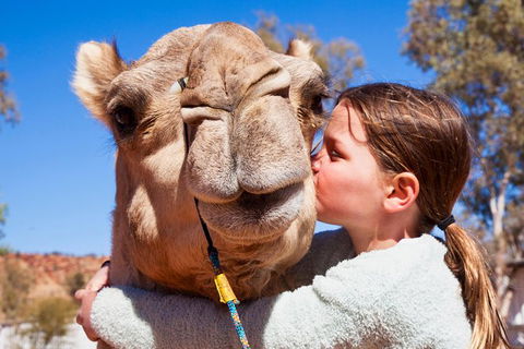 Alice Springs Camel Tour - Tourism Gold Coast 2