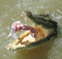 Darwin Jumping Crocodiles Cruise on Adelaide River - Tourism Gold Coast