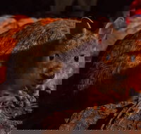 Alice Springs Desert Park Nocturnal Tour - Tourism Gold Coast