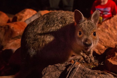 Alice Springs Desert Park Nocturnal Tour - Tourism Gold Coast 2