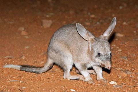Alice Springs Desert Park Nocturnal Tour - Tourism Gold Coast 4
