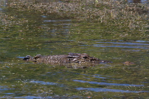 Kakadu, Nourlangie And Yellow Waters Tour From Darwin - Tourism Gold Coast 16